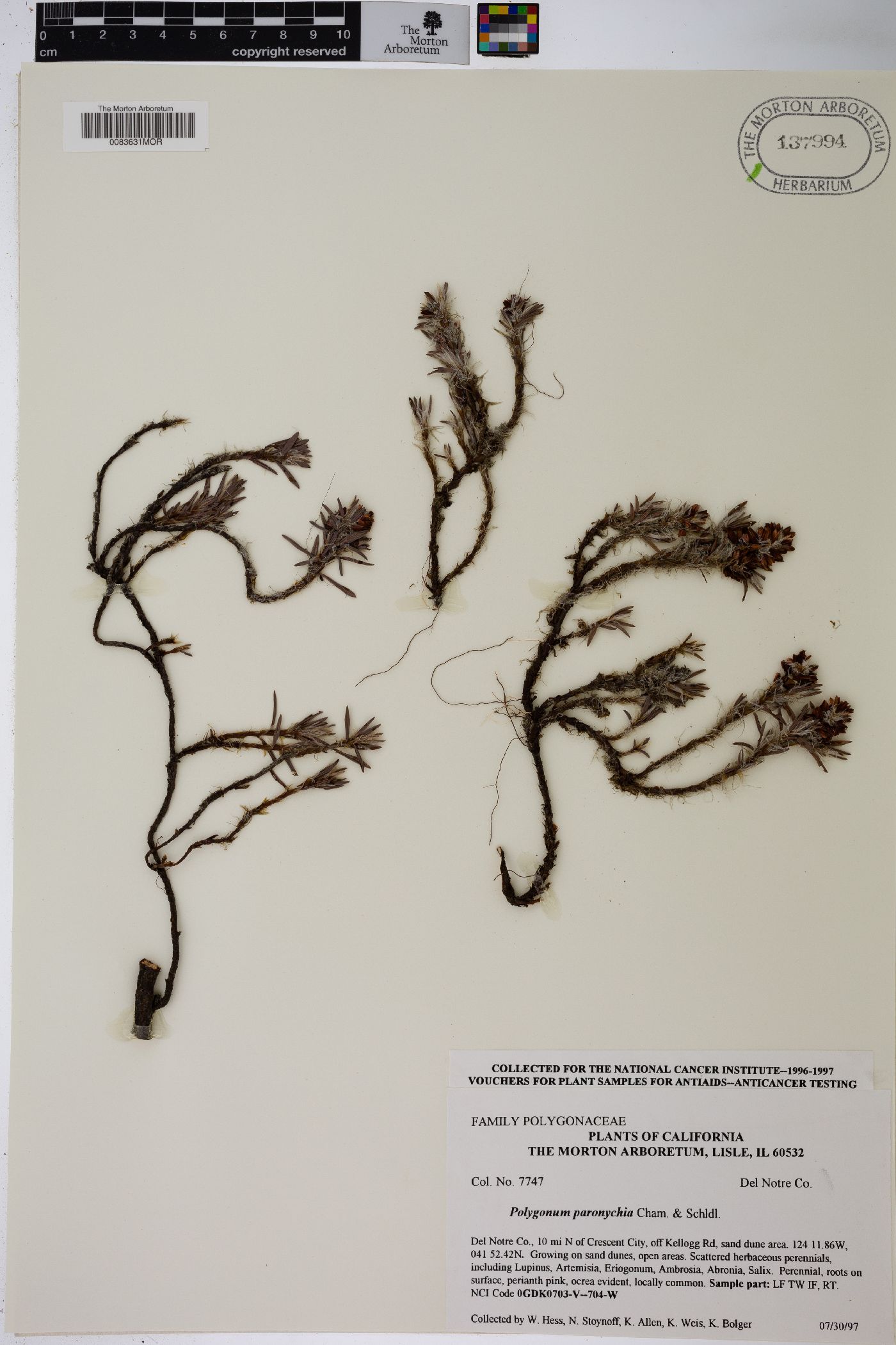 Polygonum paronychia image