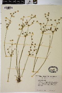 Juncus articulatus image