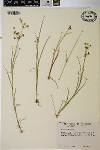 Juncus articulatus image