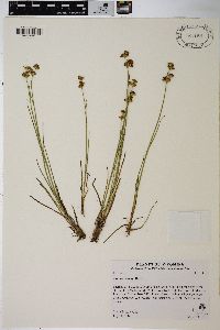 Juncus tweedyi image