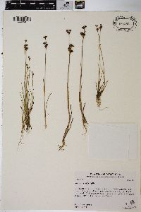 Juncus tweedyi image