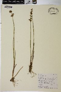 Juncus tweedyi image