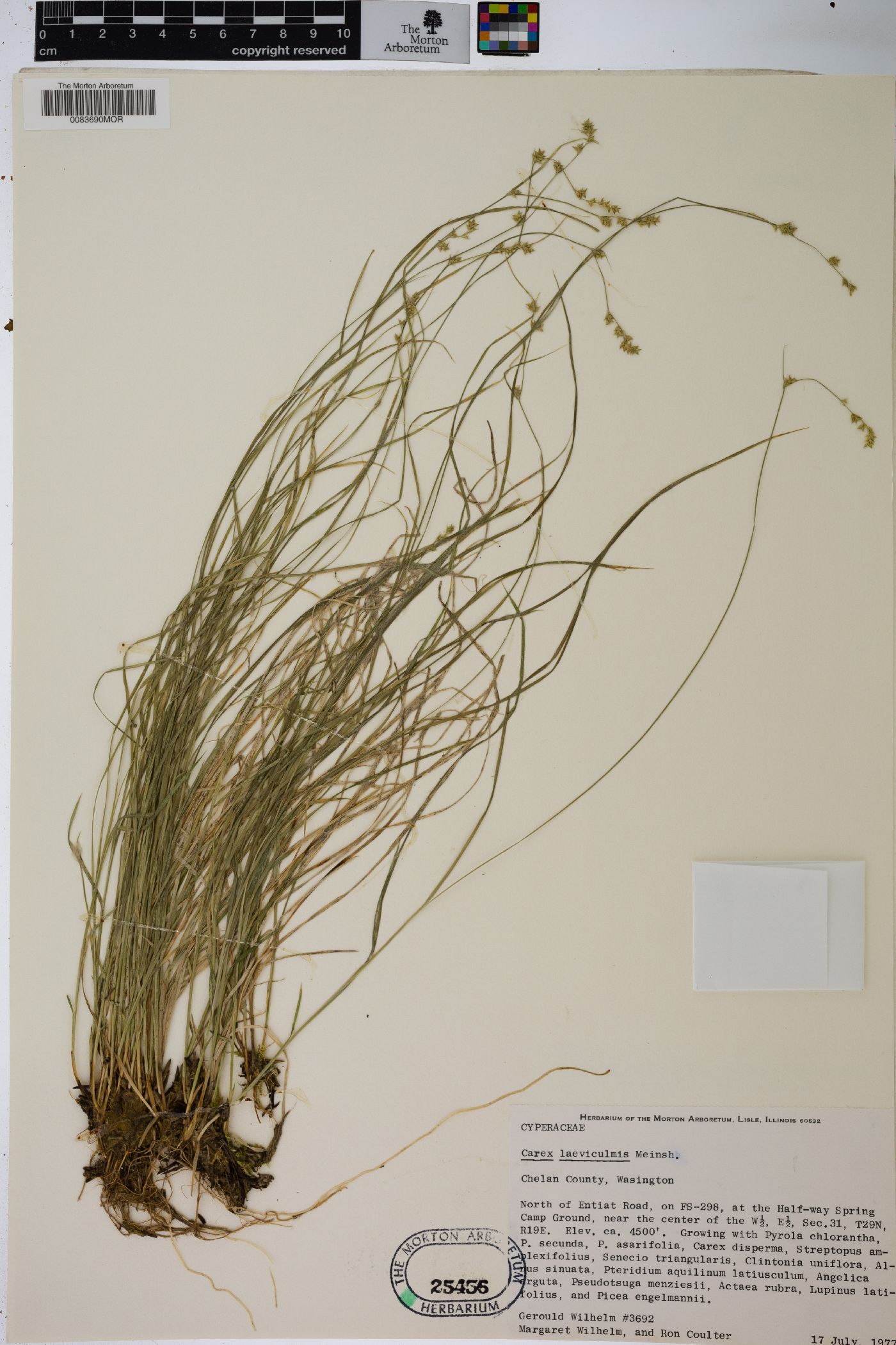 Carex laeviculmis image