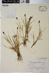 Carex lachenalii image