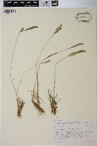 Poa secunda var. secunda image