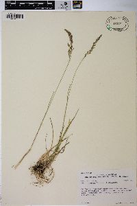 Poa secunda var. secunda image