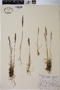 Poa secunda var. secunda image