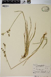 Juncus longistylis image