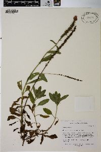 Veronica spicata image