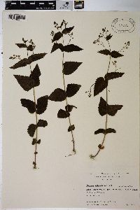 Veronica urticifolia image