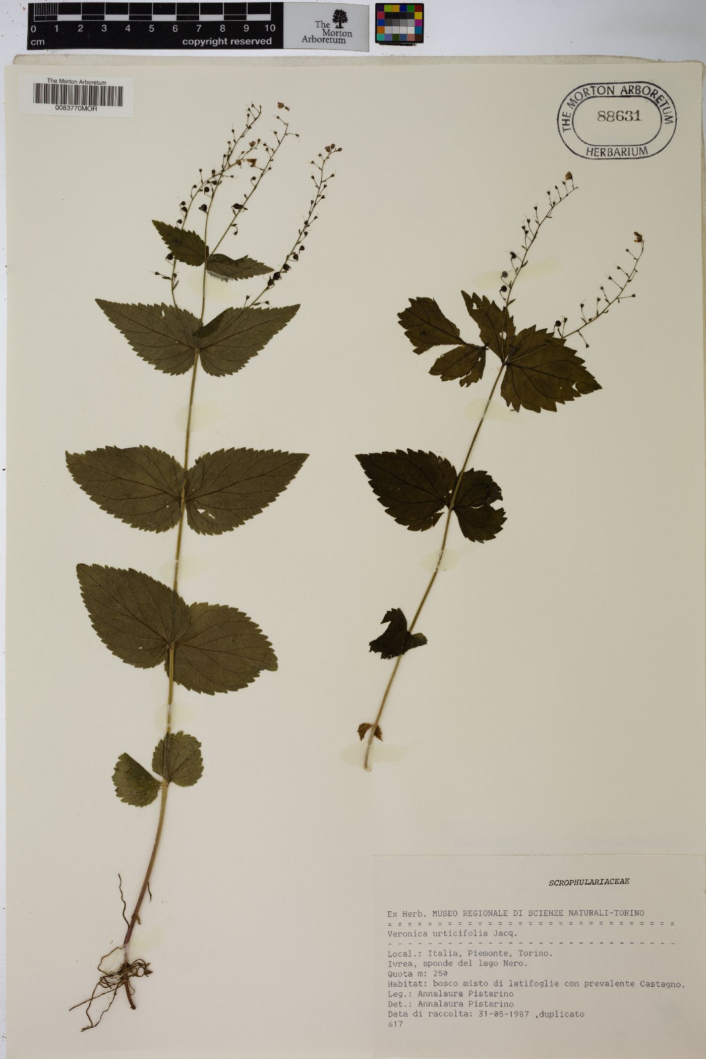 Veronica urticifolia image