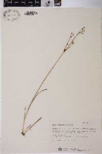 Juncus alpinoarticulatus image