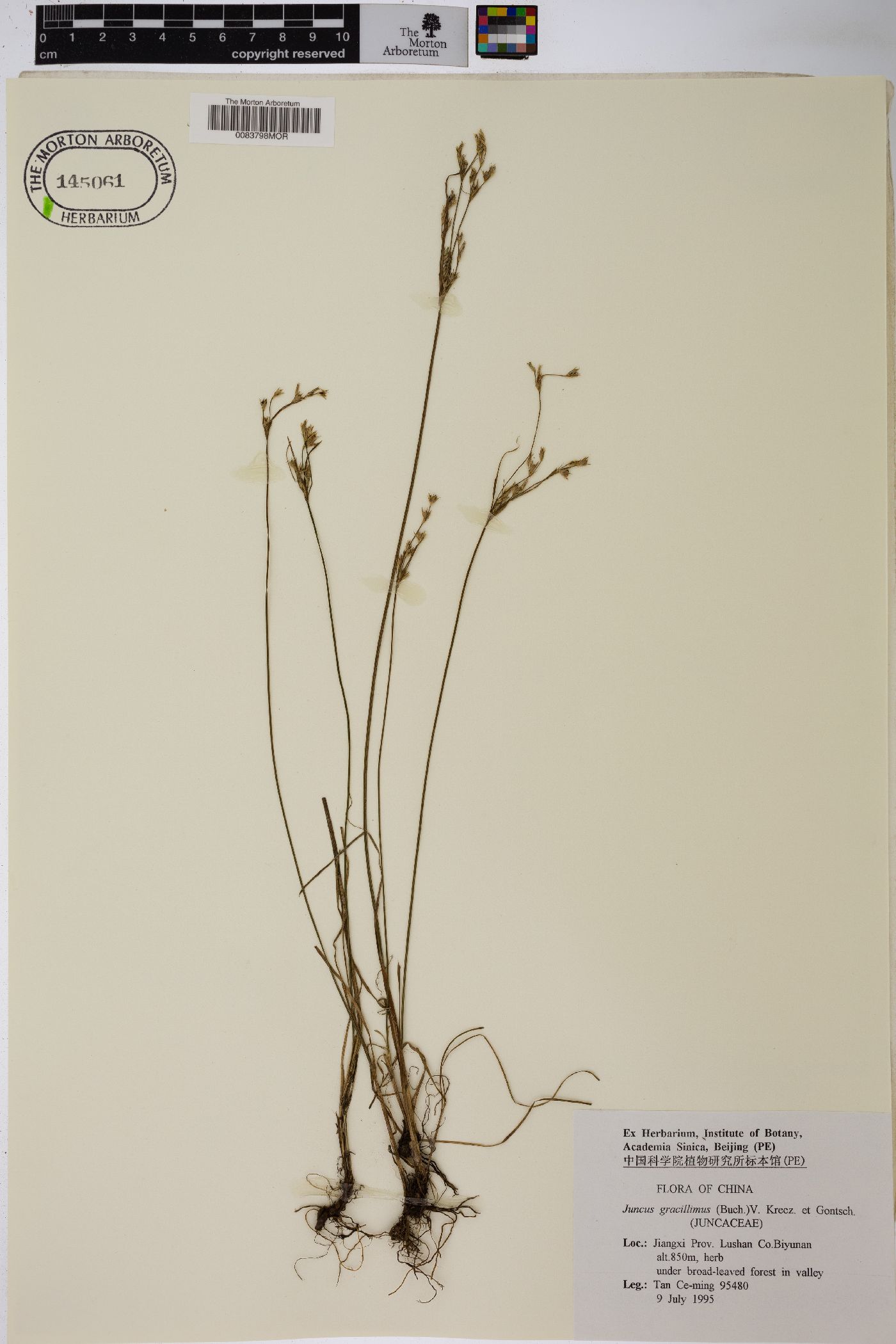 Juncus gracillimus image