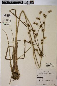 Juncus validus image