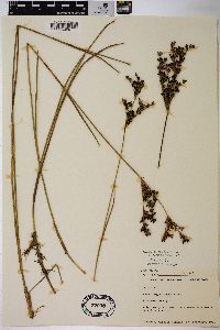 Juncus trigonocarpus image