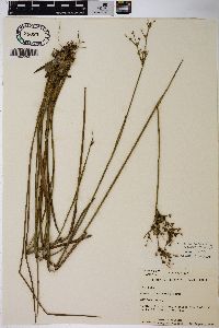 Juncus trigonocarpus image