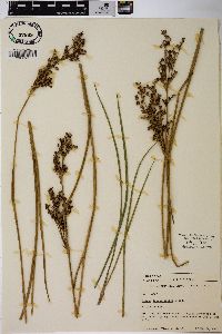 Juncus trigonocarpus image