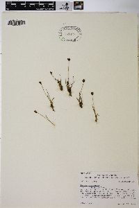 Juncus triglumis image