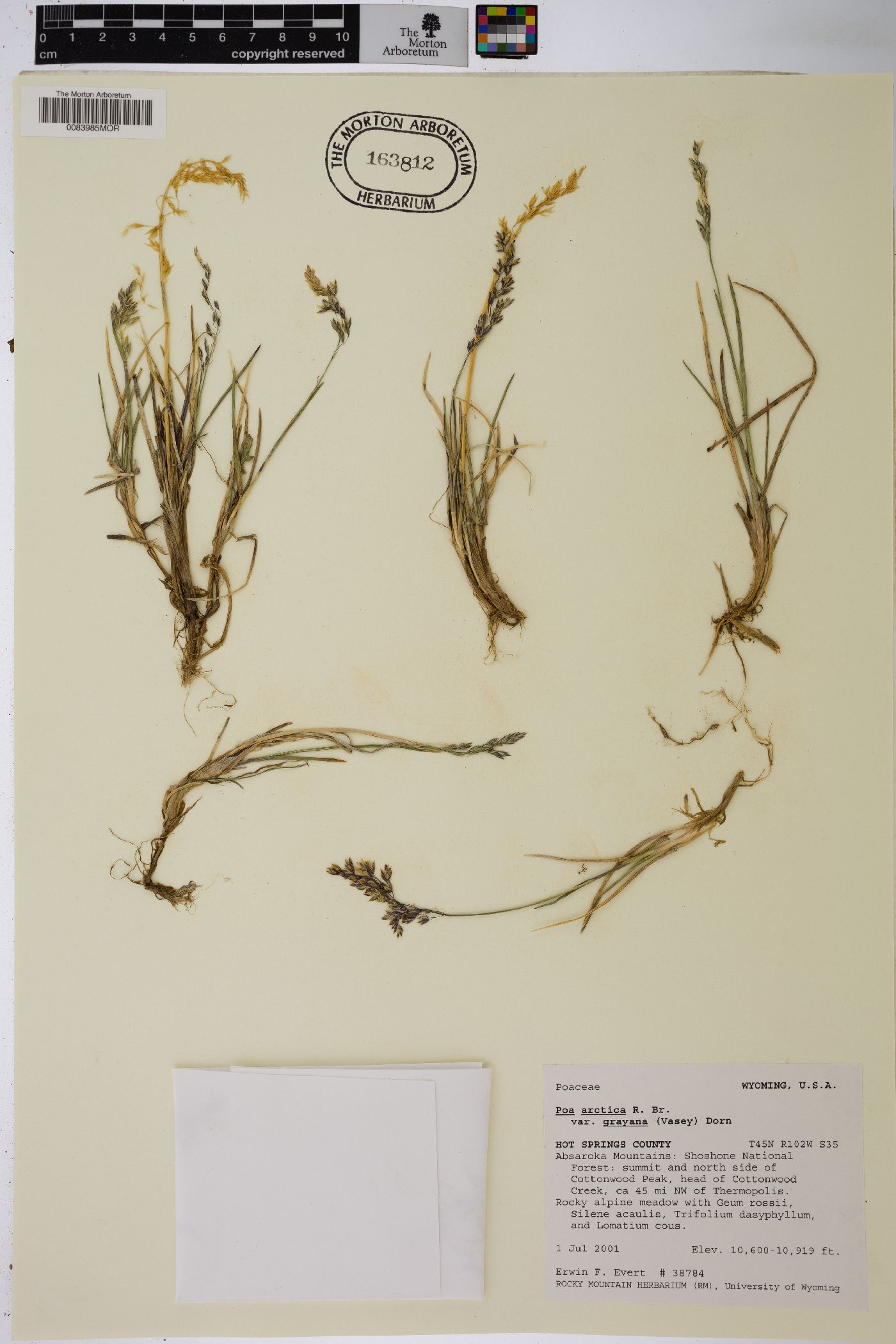 Poa arctica var. grayana image