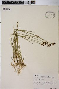 Juncus tracyi image