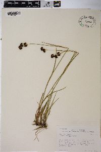 Juncus tracyi image