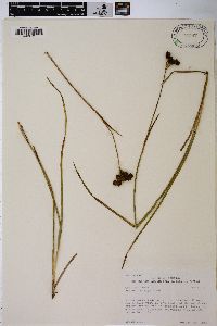 Juncus tracyi image