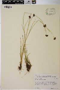 Juncus regelii image