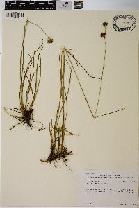 Juncus regelii image