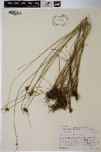 Juncus greenei image