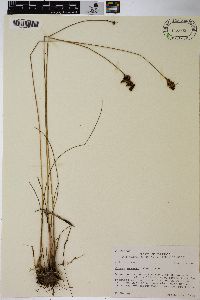 Juncus greenei image