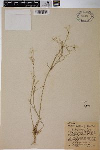 Juncus pelocarpus image