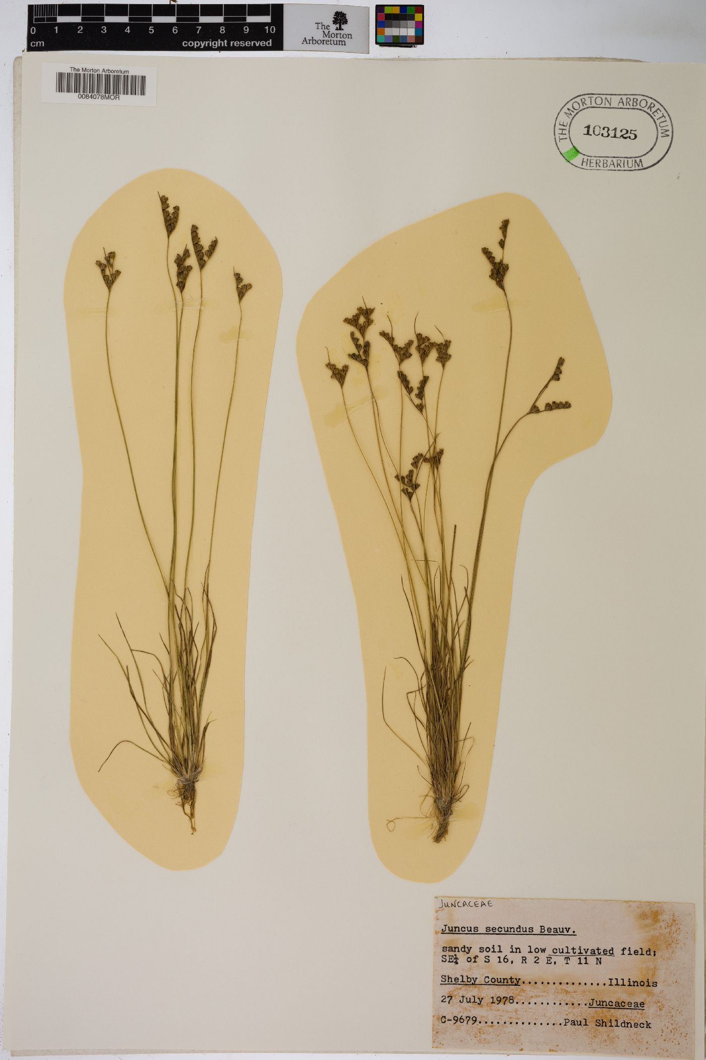 Juncus secundus image