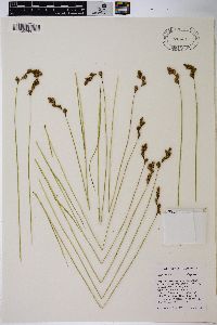 Carex leporina image