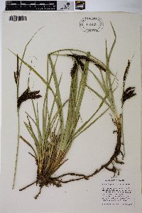 Carex obnupta image