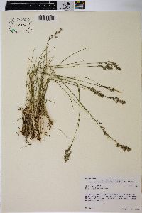 Poa epilis image