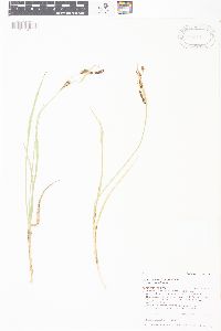 Carex aquatilis var. aquatilis image