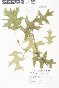 Quercus ellipsoidalis image