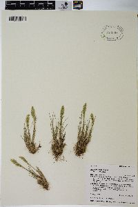 Poa cusickii var. cusickii image