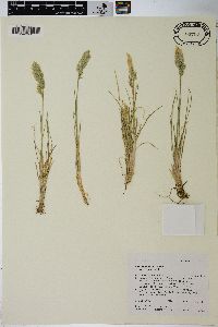 Poa cusickii image