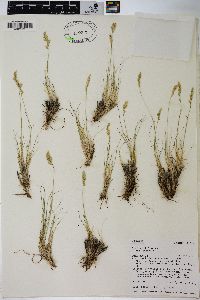 Poa cusickii image