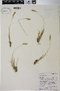 Poa cusickii image