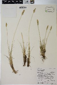 Poa cusickii image