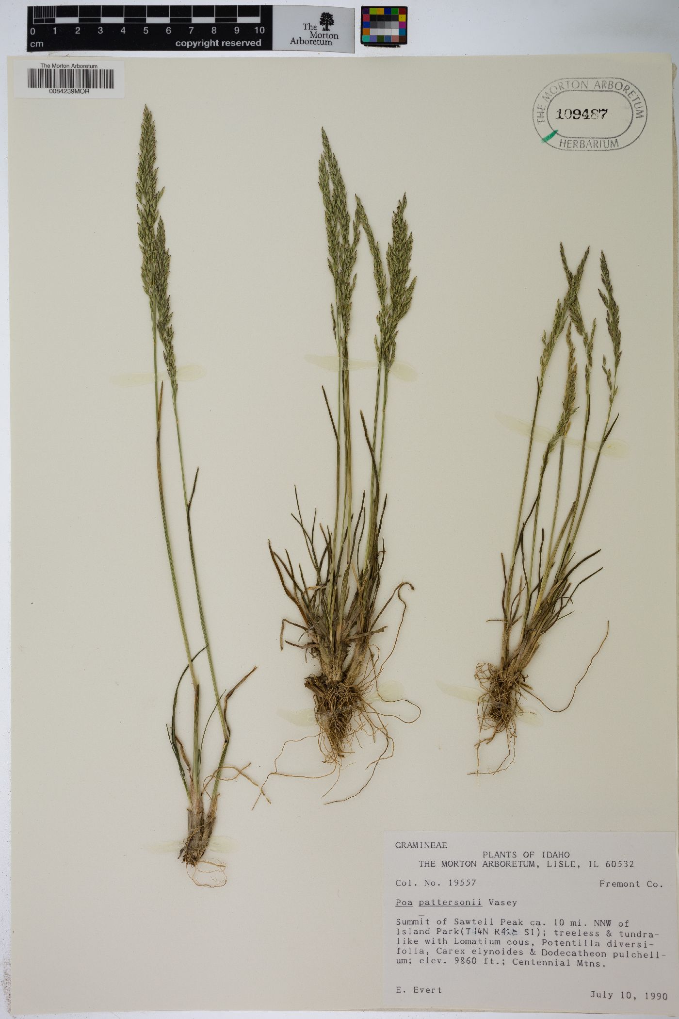 Poa abbreviata var. pattersonii image