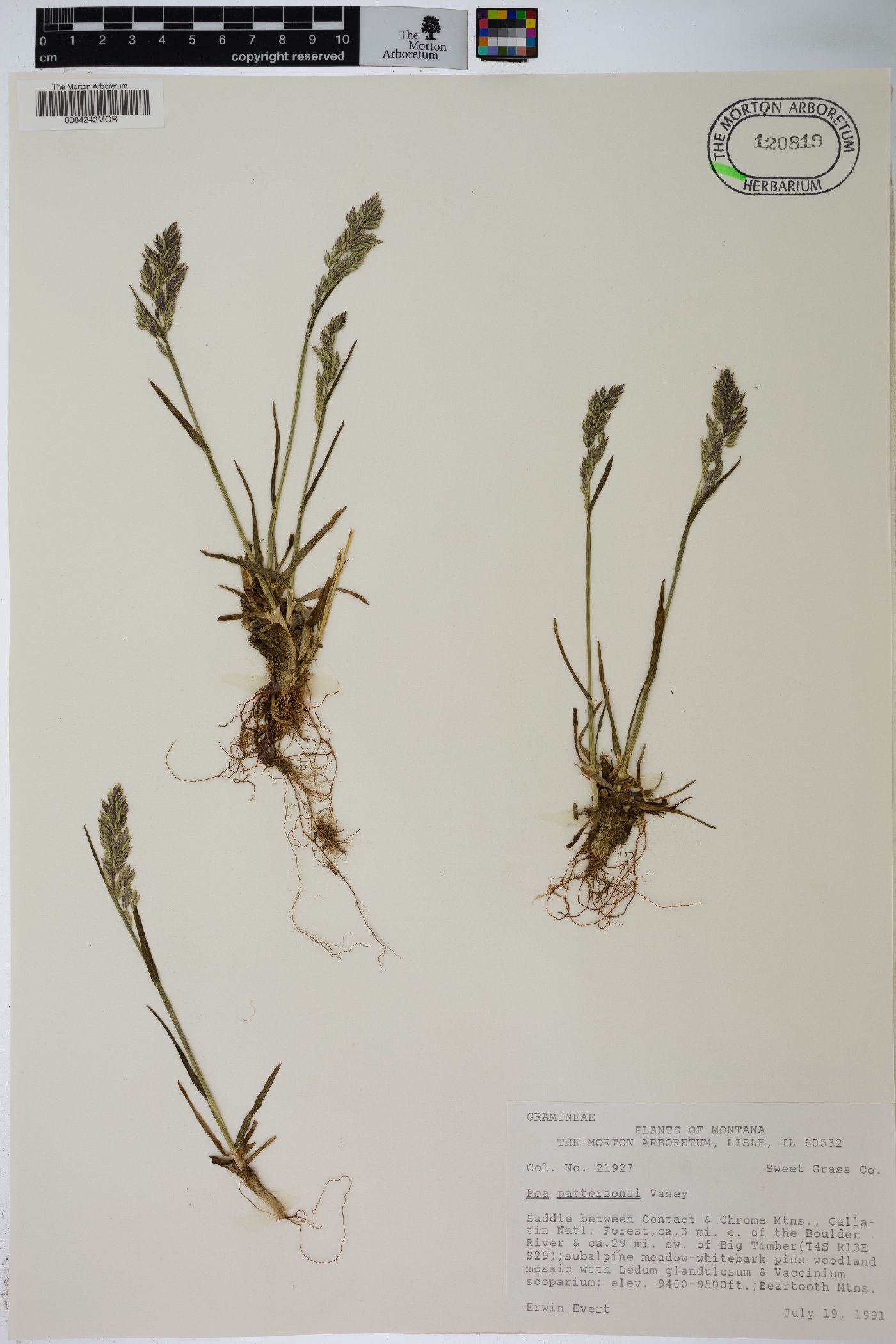 Poa abbreviata var. pattersonii image
