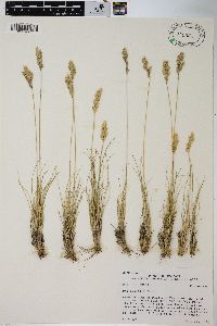 Poa cusickii image