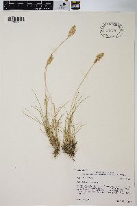 Poa cusickii image