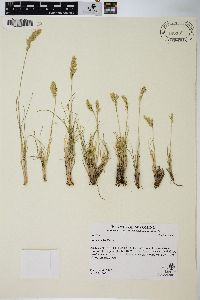 Poa cusickii image