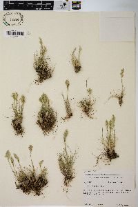 Poa cusickii image