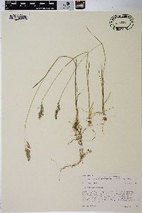 Poa epilis image