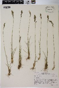 Poa epilis image